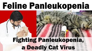 Feline Panleukopenia kiya ha  Deadly Viral Disease  Animalia Dot Pk  Vet Furqan [upl. by Eerazed]