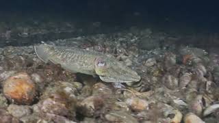 Selsey Night Dive 140824 [upl. by Ailin]