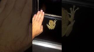 🐸 Giant Tree Frog  Does Anyone Know the Species treefrog wildlife floridagarden shortsvideo [upl. by Abey]