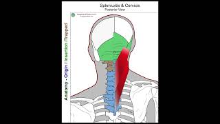 Splenius Capitis  Anatomy Perspective [upl. by Nylareg]