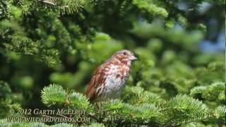 Fox Sparrow Red Morph in Maine [upl. by Schecter]