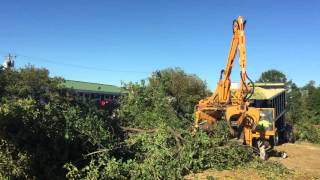 Were not feeding a horse were feeding a 350 hp chipper Colonial Tree Service [upl. by Geirk]