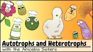 Autotrophs and Heterotrophs [upl. by Sikorski]