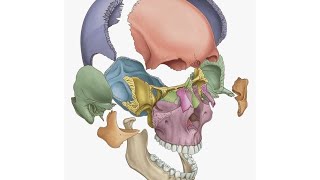 practical anatomy  posterior triangle [upl. by Asirehc]