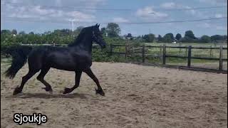 Running free video of Sjoukje 3rd premium studbookmare with full papers sired by Nane 492 [upl. by Daney715]