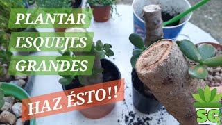 Como plantar esquejes de Árbol de Jade [upl. by Neiviv78]