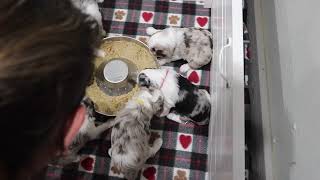 Nuggets 4 Week Old AussieDoodle Puppies [upl. by Bakemeier]