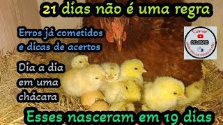 🐤 Nascimento de PINTINHOS com 19 DIAS de chocagem [upl. by Fulcher]