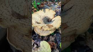 Massive Dryads Saddle Mushroom 🍄 [upl. by Nahtanha]