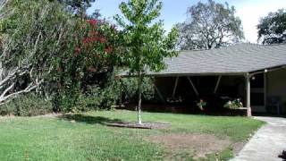 Growing Tree 5 year timelapse from my backyard [upl. by Chadwick243]