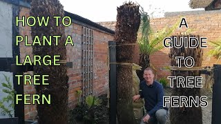 How to Plant a LARGE TREE FERN A Guide to TREE FERNS [upl. by Prince819]