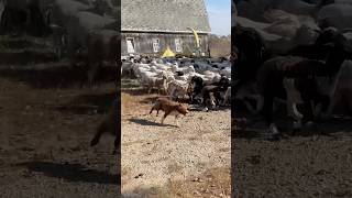 Herding dogs are priceless herding dogssheepherding farming grazing [upl. by Annaliese]