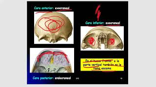 anatomia com MAYCOMedic ossos do craneo [upl. by Rolland386]