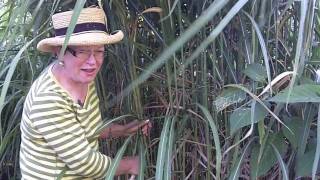 How To Care For A Miscanthus Giganteus  wwwWindDancerGardencom [upl. by Aramac802]