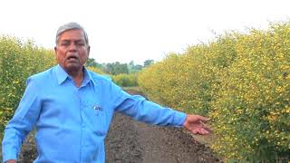 Pigeon pea crop PRAJA तुर पिक पद्धति [upl. by Adaiha]