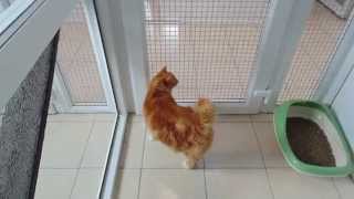 Hedgerows UPVc Cattery by Peticular Pens [upl. by Kra]