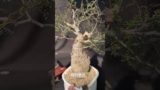 파키푸스Operculicarya pachypus 아프리카식물 bonsai 반려식물 plants 구근식물 [upl. by Razaile]