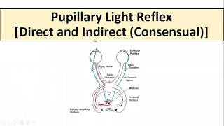 Pupillary Light Reflex [upl. by Marguerie968]