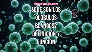 ¿Qué son los glóbulos blancos Definición y función [upl. by Esirrehc585]