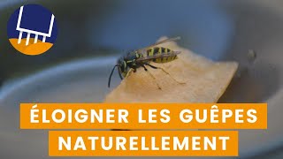 5 astuces naturelles pour éloigner les guêpes [upl. by Yeslaehc706]