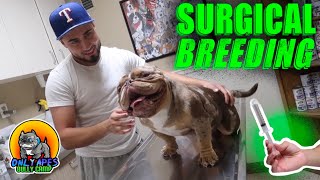 Surgical Merle Micro Bully Breeding PROBLEMS amp GAMORA [upl. by Custer323]