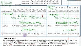 SVTexercice sur lexpression de linformation genetiqueexam2016 2bac pc session juillet [upl. by Carissa]