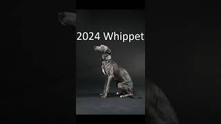 2024 whippet and 5000bce whippet animals trending [upl. by Lody462]