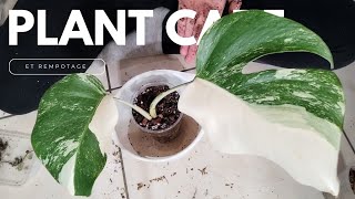 Plante care  hall  rempotage de ma Monstera Variegata 🫶🔥 [upl. by Klingel895]