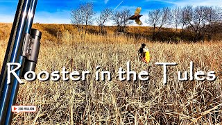 Quick Pheasant HUNT in the Cattails  Big Rooster Pheasant 2024 [upl. by Nazler180]