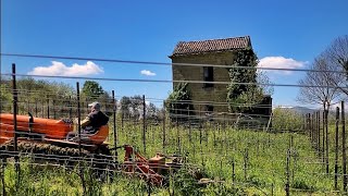 Trinciatura nella vigna di Aglianico Cesco di Nece Mustilli [upl. by Gambrell854]