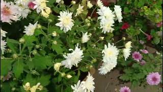 Bunch of chrysanthemum in my garden [upl. by Asamot]