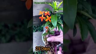 How to Grow Ixora Coccinea flowers from cuttings at home for beginners  Ixora [upl. by Ardnossak]