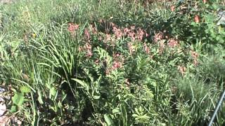 Minnesota Native Plant  Prairie Smoke Geum Triflorum [upl. by Tolecnal]