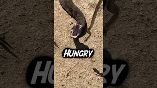 Cottonmouth Snake Feeding Mishap [upl. by Stoughton]