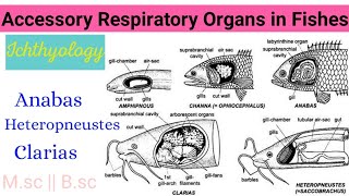 Accessory Respiratory Organs in FishesAnabasClariasHeteropneustesDefinitionTypes PRACTICAL MSc [upl. by Ettinger814]