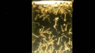 Larvas de Mosquito Culex Pipiens [upl. by Felicia]