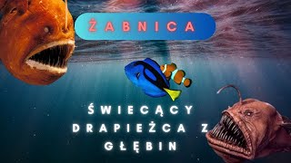 🎣🐟 Żabnica  Świecący drapieżca z głębin 🌊✨ [upl. by Ahsaeyt]