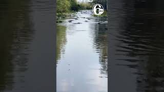 🐊 Alligators swarm swamp in Georgia state park [upl. by Gery]