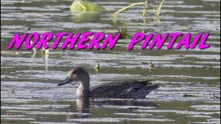 Northern Pintail [upl. by Bein]