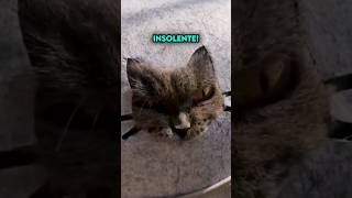 Gato Enojado con su Dueño por Dejarlo Encerrado 😡 [upl. by Nanyk]