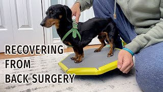 Crusoe Dachshunds 3 Week Update  Recovering from IVDD Back Surgery [upl. by Weisburgh75]