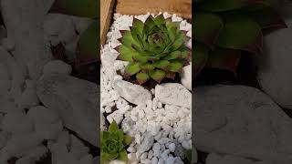 🌵🪴SEMPERVIVUM TECTORUM🔥HENS AND CHICKS SUCCULENT IN A HOME MADE PALLET PLANTER🐔🐣 [upl. by Thedric]