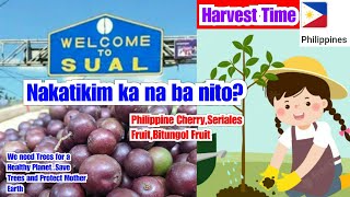 HARVESTING PHILIPPINE CHERRY  BITUNGOL FRUIT  SERIALES FRUIT  CLIMATE CHANGE SAVE MOTHER EARTH [upl. by Giannini]