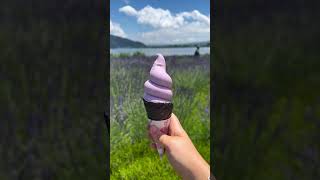 Herb festival lavender  Kawaguchiko Mt Fuji [upl. by Arotak]