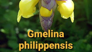 Gmelina philippensis [upl. by Silverman256]