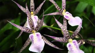 Brassia Orchid  Identify Breed By Picture  Flower Brassia Orchid [upl. by Davena]