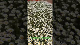 Floriade 2024 Canbera Australia flowers flower flowergarden [upl. by Aicenra]