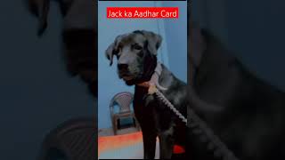 Jack ka Aadhar card Shorts jack doglover ytshorts animalshorts [upl. by Aisercal]