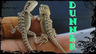 Bearded Dragon Dunner Morph explained [upl. by Dionisio]