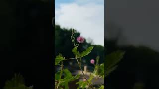 Feel the nature 🌼🌿shortvideo nature cinematic naturecinematic cinematography naturefilm [upl. by Ken566]